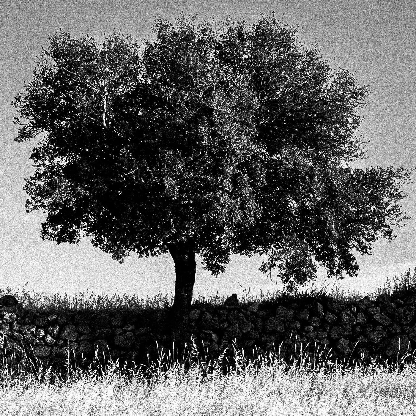 Black and White Photography Wall Art Greece | Field in Geraki village with a tree Lakonia Peloponnese by George Tatakis - detailed view