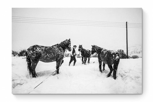 Black and White Photography Wall Art Greece | Horses in Volax Drama by George Tatakis - whole photo