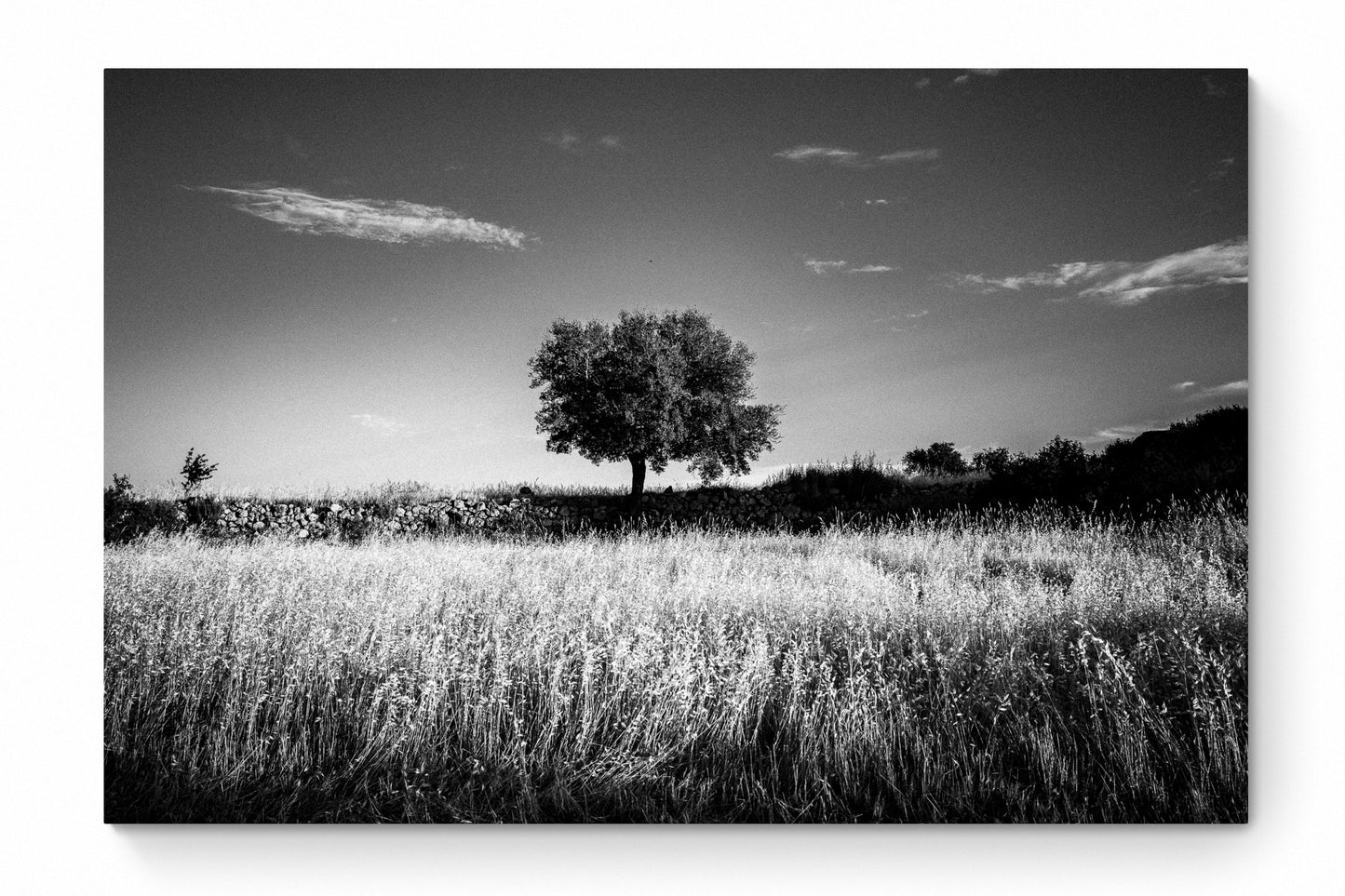 Black and White Photography Wall Art Greece | Field in Geraki village with a tree Lakonia Peloponnese by George Tatakis - whole photo