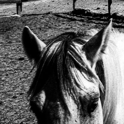 Horse and Rock | Santorini | Chorōs | Black-and-white wall art photography from Greece - detailed view