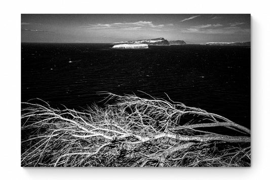 Sea Branches | Santorini | Chorōs | Black-and-white wall art photography from Greece - whole photo