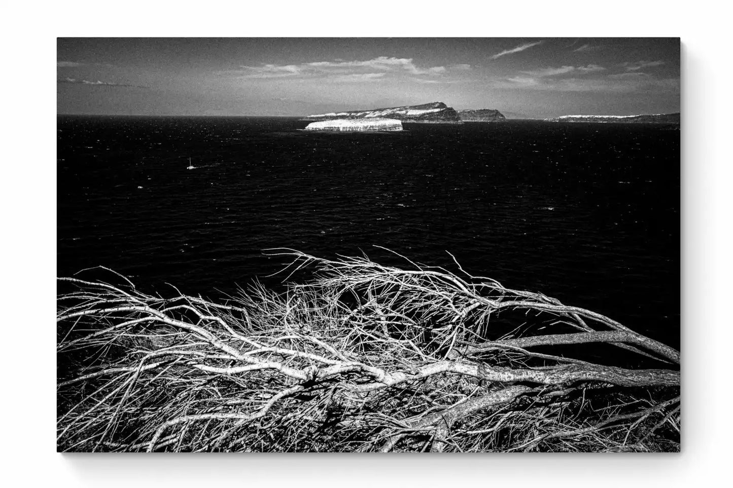 Sea Branches | Santorini | Chorōs | Black-and-white wall art photography from Greece - whole photo