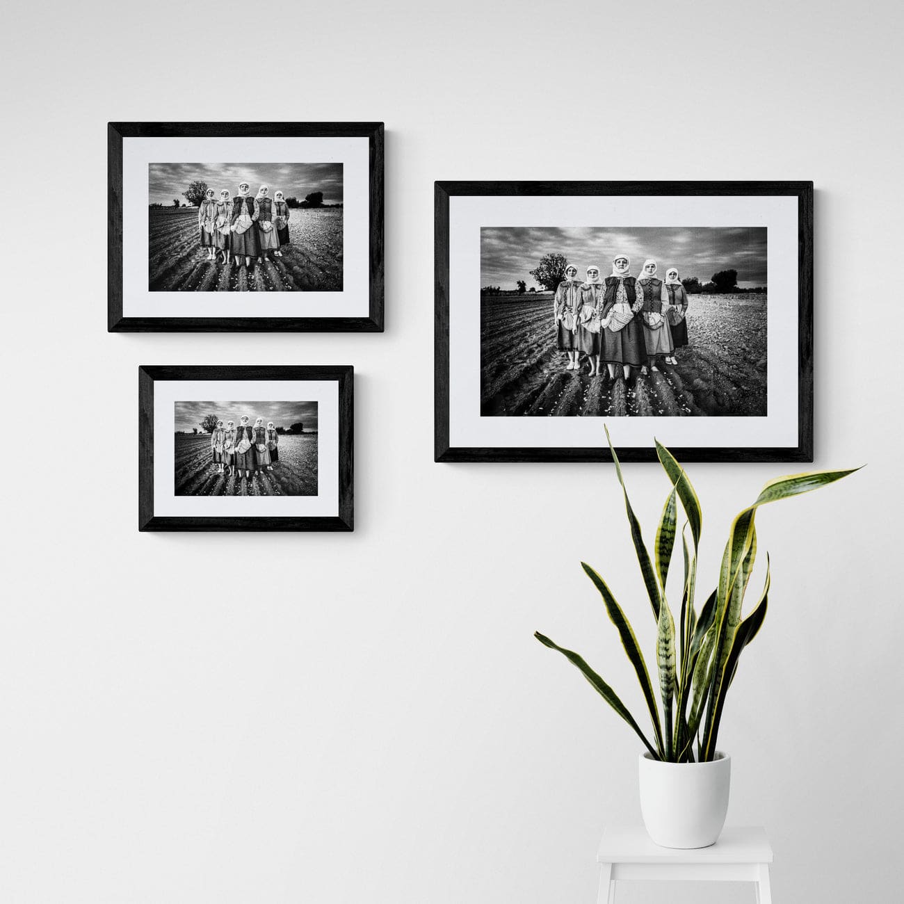 Black and White Photography Wall Art Greece | Garlic field Vyssa Thrace by George Tatakis - framing options