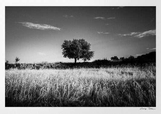 Black and White Photography Wall Art Greece | Field in Geraki village with a tree Lakonia Peloponnese by George Tatakis