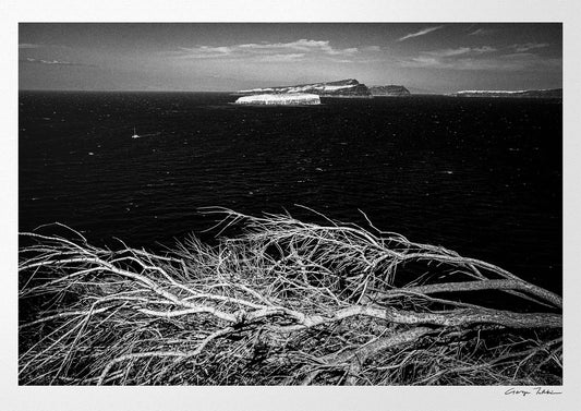 Sea Branches | Santorini | Chorōs | Black-and-white wall art photography from Greece